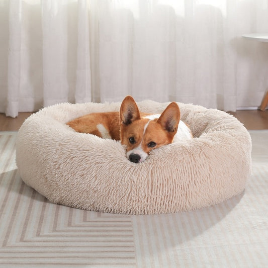 Et trygt sted for hvile, søvn og restitusjon for hunden din. 🐶💤